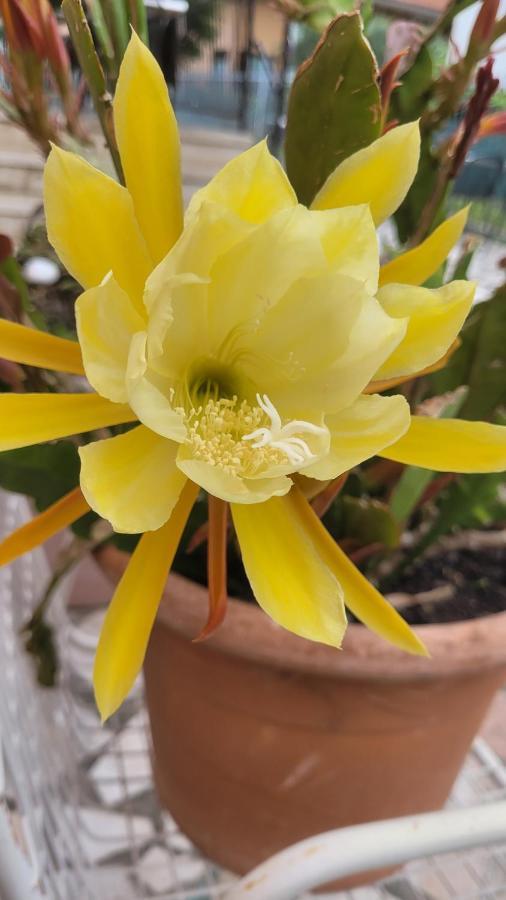 טורבולה Albergo Villa Mimosa מראה חיצוני תמונה